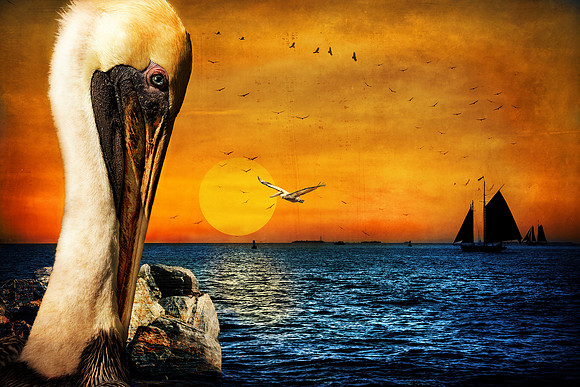 Pelican Sunset - Coastal Seascape with Sailing Ships