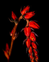 Blooming-Echeveria