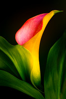 One Calla Lilly