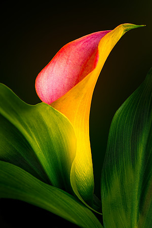 One Calla Lilly