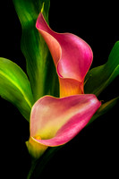 Two Calla Lillies