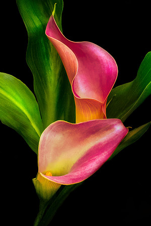 Two Calla Lillies