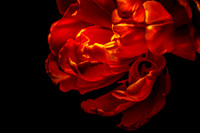 Ember-Bloom
