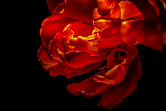 Ember-Bloom