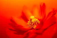 Poppy in Tangerine Light