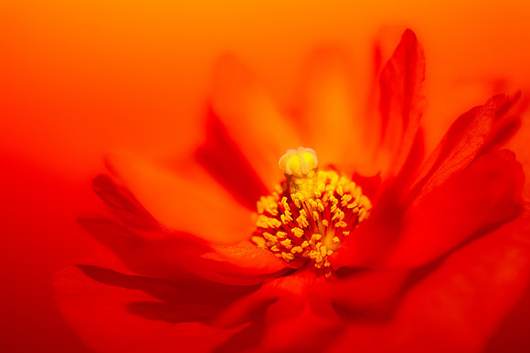 Poppy in Tangerine Light