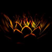 Crown-of-Light