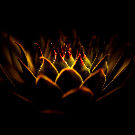 Crown-of-Light