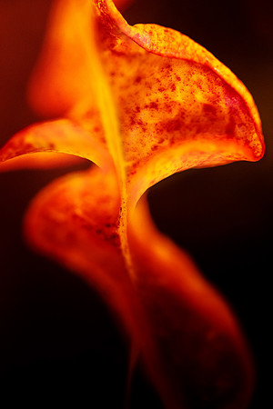 Crimson-Flow