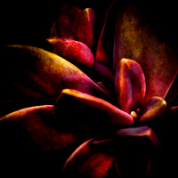 Velvet-Succulent