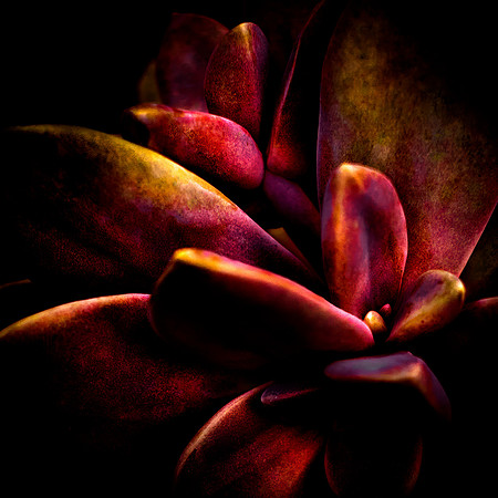 Velvet-Succulent