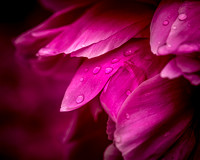peony closeup web