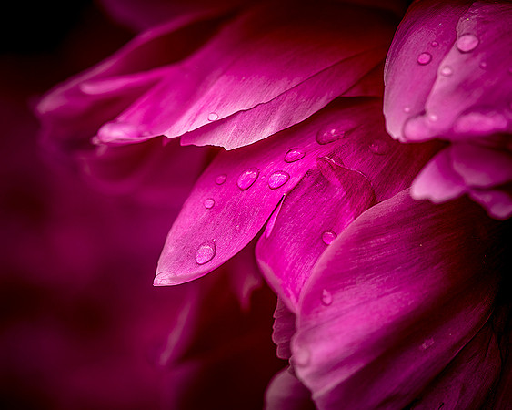 peony closeup web