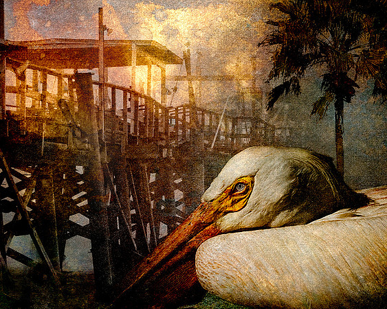 Pelican & Waterfront Abstract